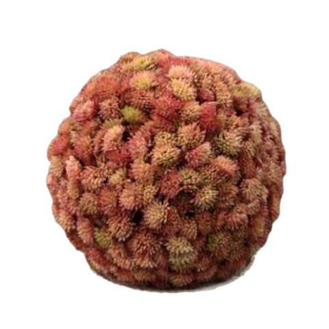 9" Pink Succulent Ball