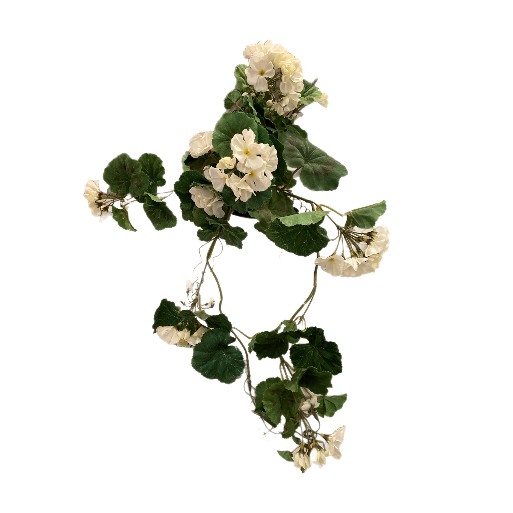 14" White Geranium Bush