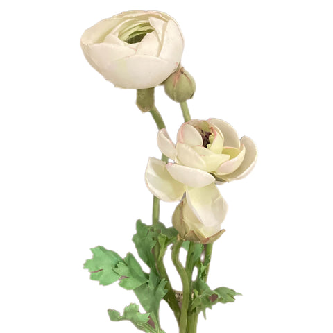 22" Champagne Ranunculus Stem