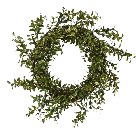 16" Variegated Boxwood Wreath