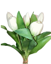12" White Tulip Bundle